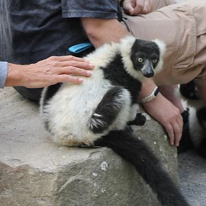 Very tame Ruffed lemur