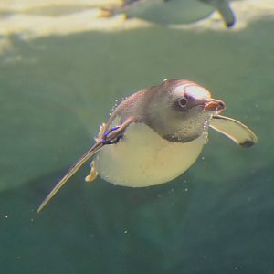 Gentoo Penguin (Pygoscelis papua)