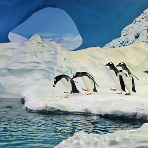 Gentoo Penguins (Pygoscelis papua)