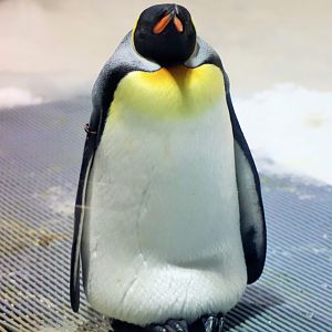 King Penguin (Aptenodytes patagonicus)