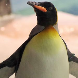 King Penguin (Aptenodytes patagonicus)