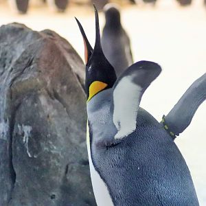 King Penguin (Aptenodytes patagonicus)