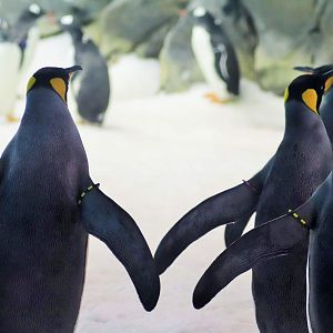 King Penguin (Aptenodytes patagonicus)