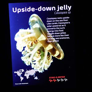 Signage Example - Sea Jellies Illuminated