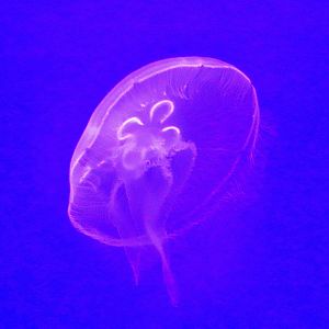 Moon Jelly (Aurelia aurita) - Sea Jellies Illuminated