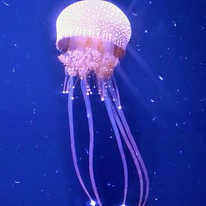 White-spotted Jellyfish (Phyllorhiza punctata) - Sea Jellies Illuminated
