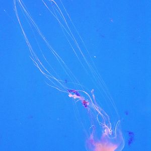Moon Goddess (Chrysaora kynthia) - Sea Jellies Illuminated