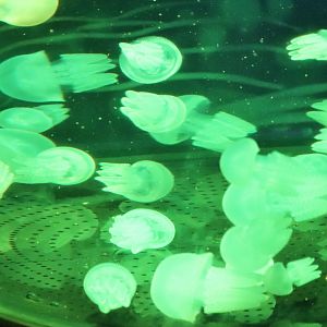 Blue Blubber (Catostylus mosaicus) - Sea Jellies Illuminated