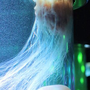 Lion's Mane Jellyfish (Cyanea capillata) - Sea Jellies Illuminated