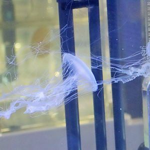 Moon Goddess (Chrysaora kynthia) - Sea Jellies Illuminated