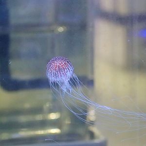 Tiger Sea Nettle (Chrysaora wurlerra) - Sea Jellies Illuminated
