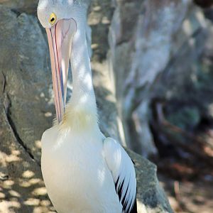 Australian Pelican (Pelecanus conspicillatus)