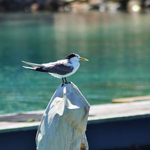 Wild Crested Tern (Thalasseus bergii)