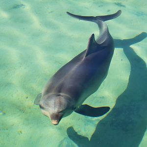 Common Bottlenose Dolphin (Tursiops truncatus)