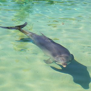 Common Bottlenose Dolphin (Tursiops truncatus)