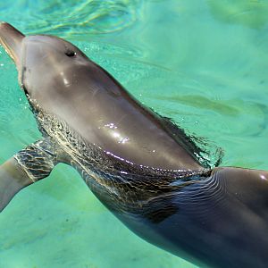 Common Bottlenose Dolphin (Tursiops truncatus)