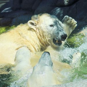 Polar Bears (Ursus maritimus)