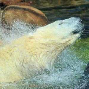 Polar Bear (Ursus maritimus)