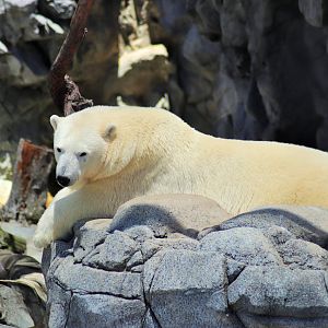 Polar Bear (Ursus maritimus)