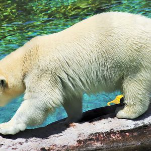 Polar Bear (Ursus maritimus)
