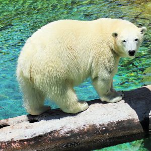 Polar Bear (Ursus maritimus)