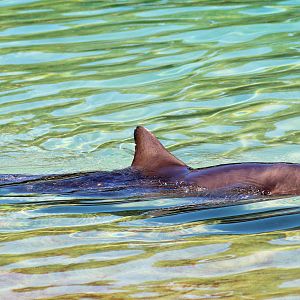 Indo-Pacific Bottlenose Dolphin (Tursiops aduncus)