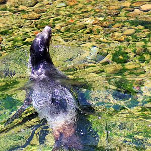 California Sea Lion (Zalophus californianus)