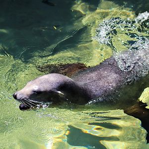 California Sea Lion (Zalophus californianus)