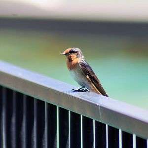 Wild Welcome Swallow (Hirundo neoxena)