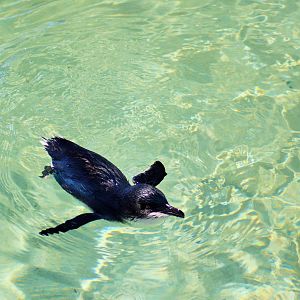 Little Penguin (Eudyptula minor)