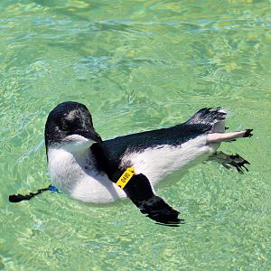 Little Penguin (Eudyptula minor)