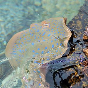 Bluespotted Fantail Ray (Taeniura lymma)