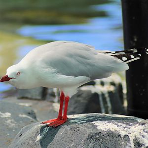 Silver Gull (Chroicocephalus novaehollandiae)