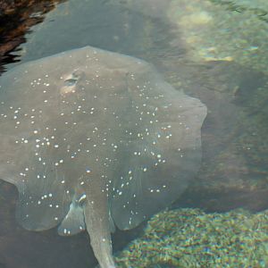 Mangrove Whiptail Ray (Himantura granulata)