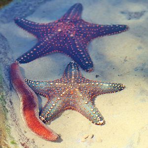 Starfish and Sea Cucumber