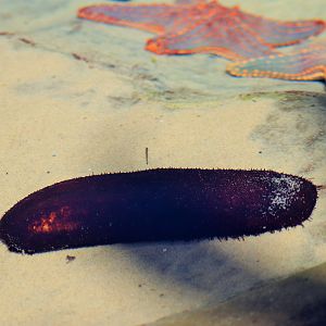 Sea Cucumber