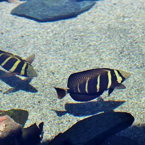 Sailfin Tangs (Zebrasoma veliferum)