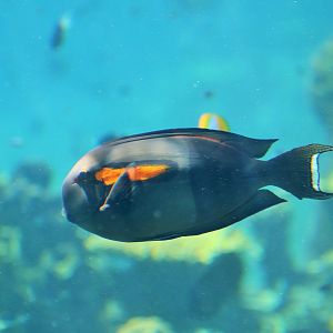Orangeband Surgeonfish (Acanthurus olivaceus)