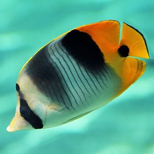 Double Saddled Butterflyfish (Chaetodon ulietensis)