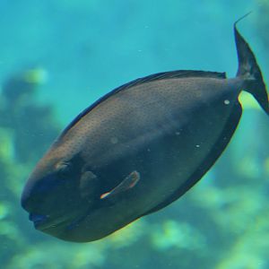 Bignose Unicornfish (Naso vlamingii)