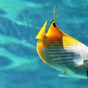 Threadfin Butterflyfish (Chaetodon auriga)