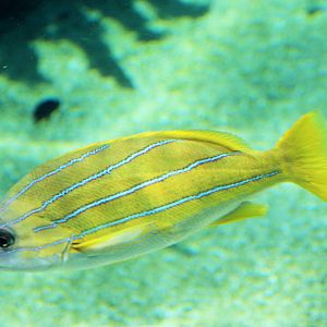 Bluestripe Snapper (Lutjanus kasmira)