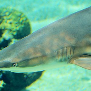 Blacktip Reef Shark (Carcharhinus melanopterus)