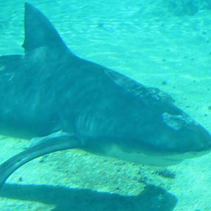 Bull Shark (Carcharhinus leucas)