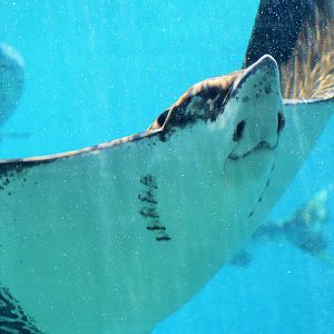 Whitespotted Eagle Ray (Aetobatus narinari)