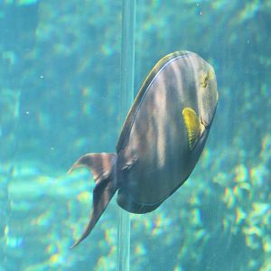 Surgeonfish ID?