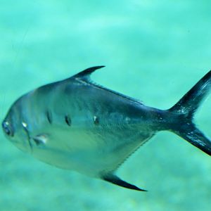 Small-spotted Dart (Trachinotus bailloni)