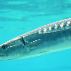 Barracuda