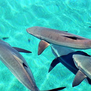 Cobia (Rachycentron canadum)