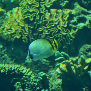 Vagabond Butterflyfish (Chaetodon vagabundus)